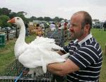 Aidan Flanagan Bengeary Crossmolina with his prizewwinning Goose at Ballinrobe Agricultural Show. Photo: Michael Donnelly.