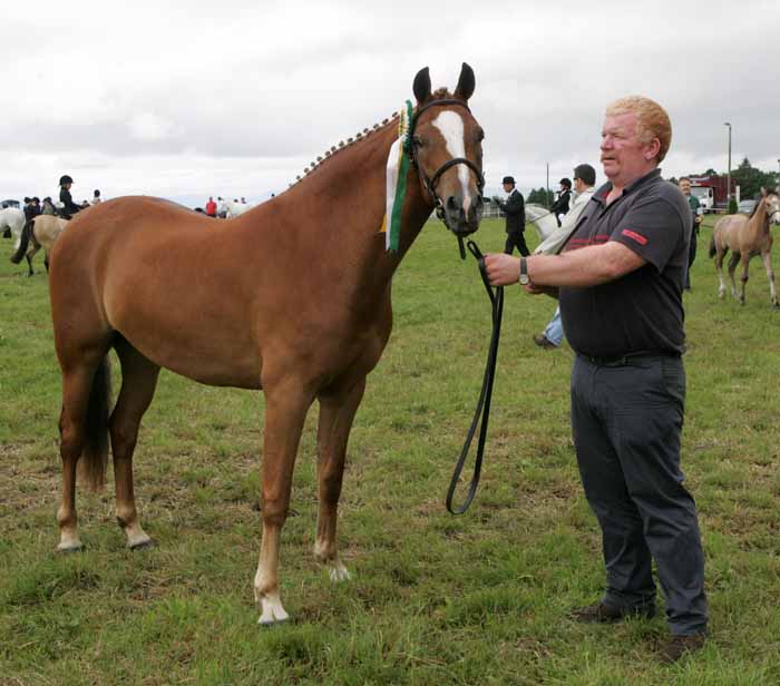 Tommy Gibbons, Mayfield, Claremorris pictured with the Champion Pony at the 88th Claremorris Agricultural Show.
Photo:  Michael Donnelly
