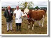 Joe Campbell, Strabane, (Judge) pictured with Martin Regan Cloonfad, with his prizewinning  Senior Heifer at Claremorris Agricultural Show (sponsored by Western Simmental Club). Photo:  Michael Donnelly