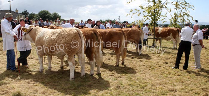 Judging  the All Ireland Pedigree Suckler Type Heifer Championship, at Claremorris Agricultural Show. Photo:  Michael Donnelly