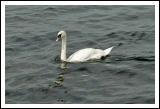 A majestic Swan on Lough Derg