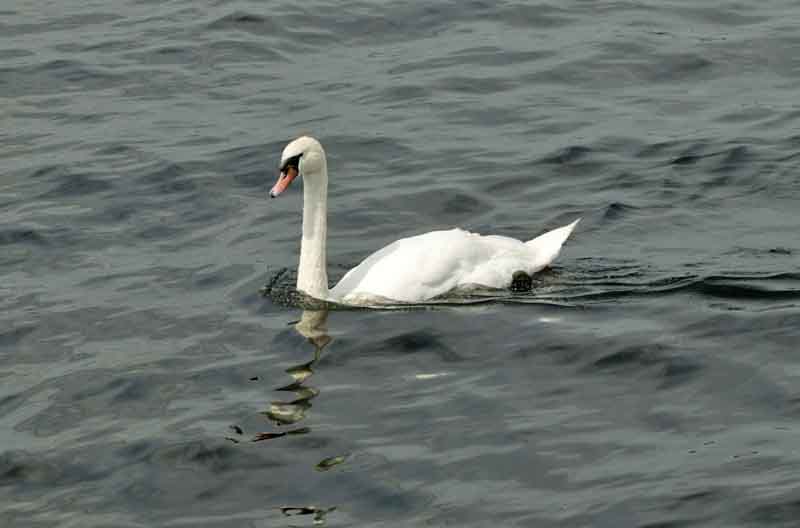 A majestic Swan on Lough Derg