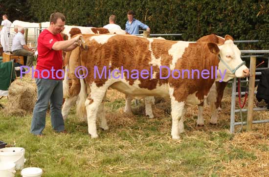 Gerry Lenehan, Rathlee Easkey, preparing his Pedigree Simmental Heifer for judging in the Roundfort Agricultural Show. Photo Michael Donnelly