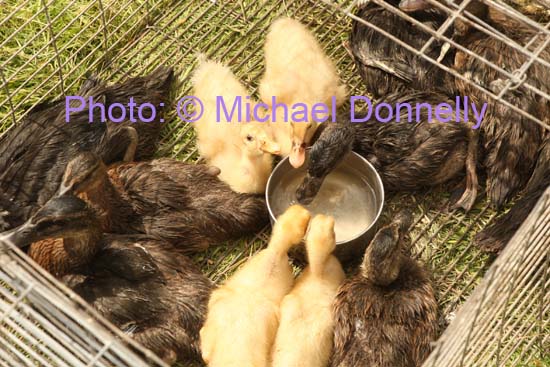 These Ducks and Ducklings quenched their thirst at the Roundfort Agricultural Show. Photo Michael Donnelly