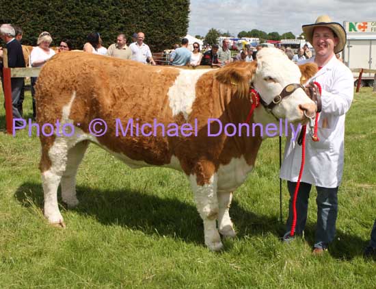 Gerry Lenehan, Rathlee Easkey, wins with his Pedigree Simmental  Senior Heifer in the Roundfort Agricultural Show, (Class 69) . Photo Michael Donnelly