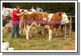 Gerry Lenehan, Rathlee Easkey, preparing his Pedigree Simmental Heifer for judging in the Roundfort Agricultural Show. Photo Michael Donnelly