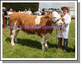 Gerry Lenehan, Rathlee Easkey, wins with his Pedigree Simmental  Senior Heifer in the Roundfort Agricultural Show, (Class 69) . Photo Michael Donnelly