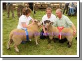 Aidan Fahy, Ardrahan Co Galway, (on right) pictured with his Champion and Reserve Champion Commercial Sheep at Roundfort Agricultural Show, included in phopto are Margaret Niland and John Donaghue (Sheep Judge). Photo:  Michael Donnelly