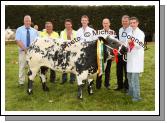 The heifer of R and M McGivern Carrigtoohill, Co Cork won the Connacht Gold Quality Feeds 1,300 Euro All Ireland Heifer Championship, at Roundfort Agricultural Show, from left|: Alan McRea, Strabane (Judge); Michael Heneghan and PJ Mooney, Show committee; Oliver McGowan, handler; Jim Nally, Chairman Roundfort Agricultural Show; and Joe Waldron, Connacht Gold, competition sponsor and Mark McGivern Carrigtoohill, Co Cork  Photo:  Michael Donnelly