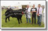 Tom Yorke, Ballymahon, Co. Longford, pictured  at Roundfort Agricultural Show, Co Mayo with prizewinning Bullock without permanent teeth, included in photo are James Teague, Ballymahon and Gordon Cutler Enniskillen (Judge). Photo:  Michael Donnelly
                  1st   T